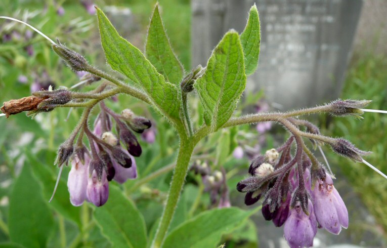 Russian Comfrey