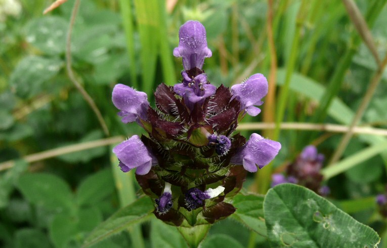 Selfheal Lamium amplexicaule