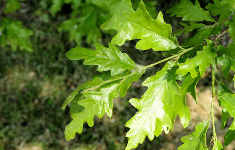 Sessile Oak