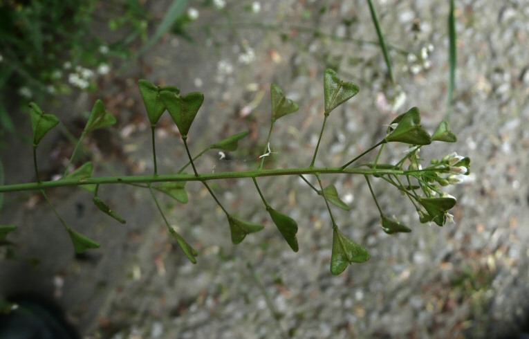 Shepherd's Purse