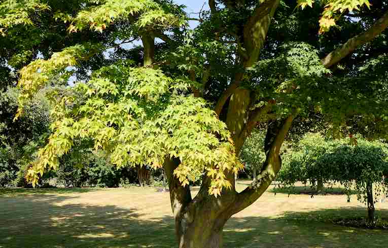 Smooth Japanese Maple