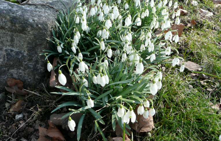 Snowdrop