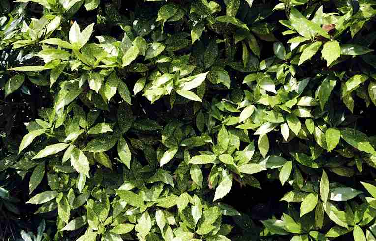 Spotted Laurel