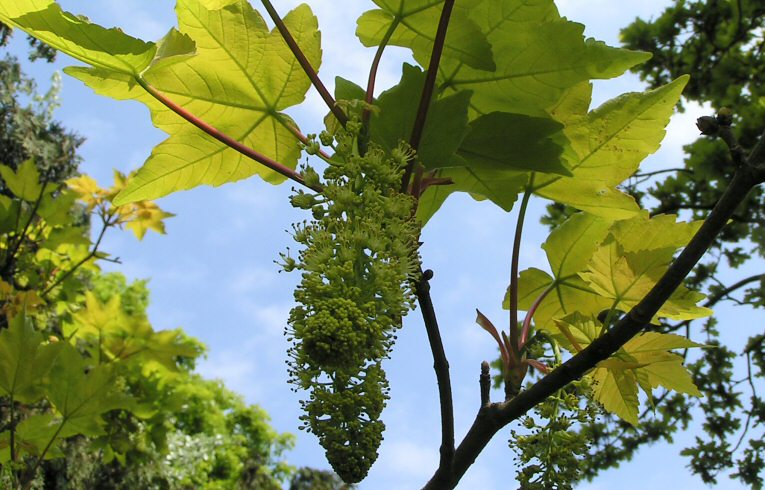 Acer pseudoplatanus