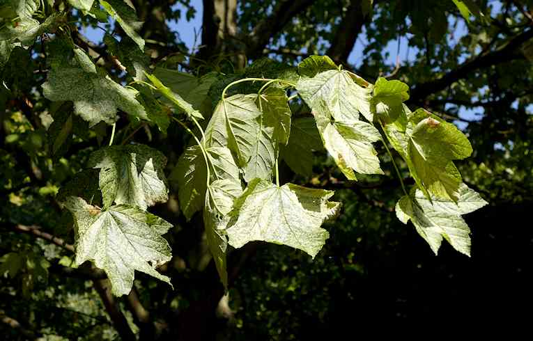 Leopold's Sycamore