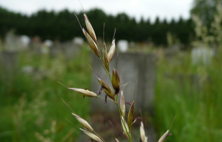 Tall Oat-grass
