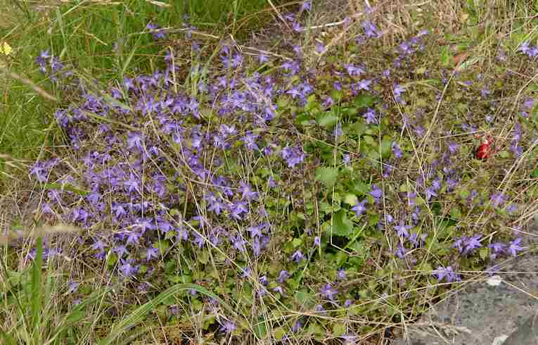 Trailing Bellflower