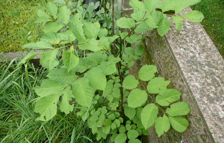 Tree of Heaven