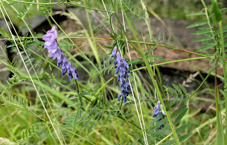 Tufted Vetch