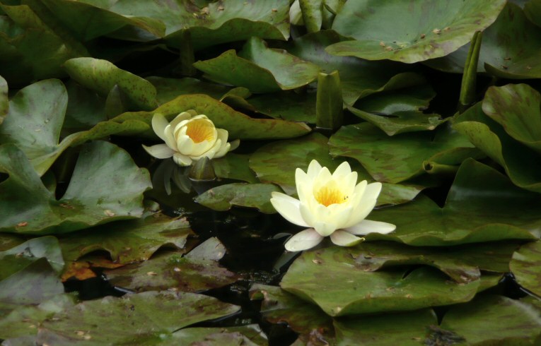 Water-lily