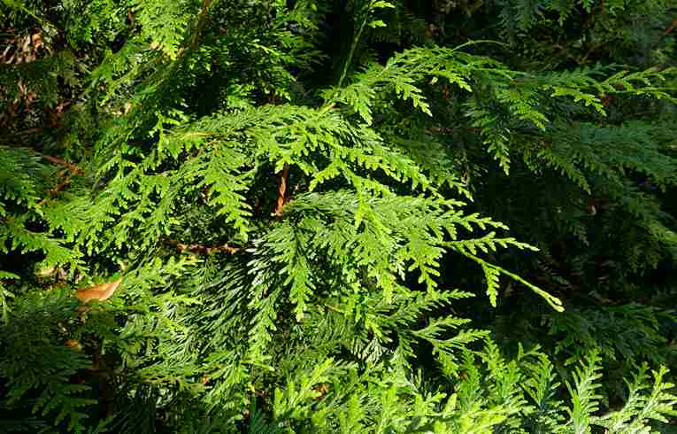 Western Red Cedar