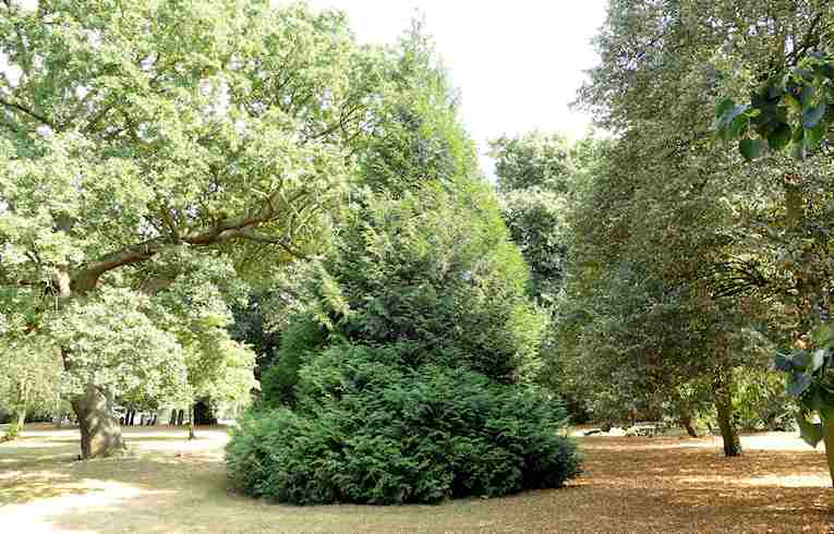 Western Red Cedar