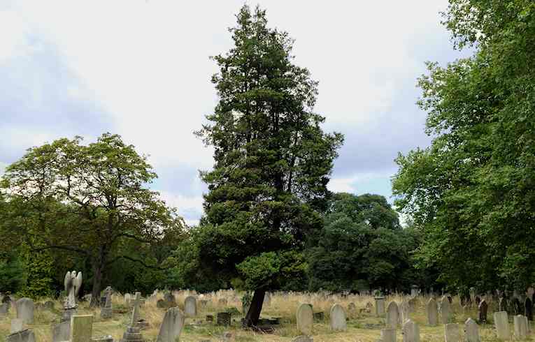 White Cedar