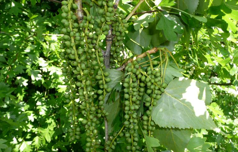 Populus alba