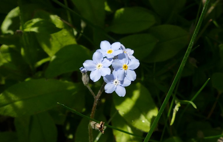 Wood Forget-me-not
