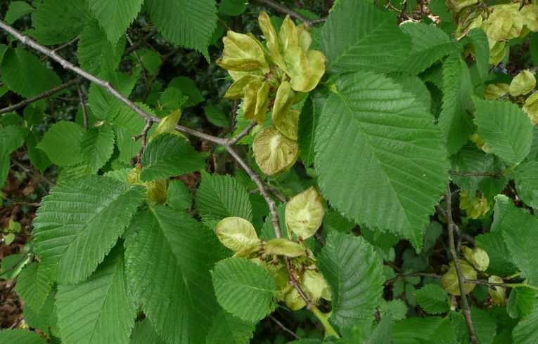 Wych Elm