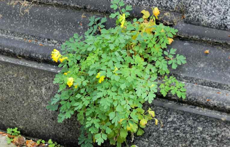 Yellow Corydalis