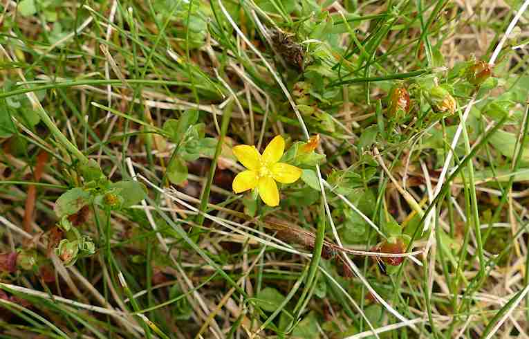 Yellow Pimpernel