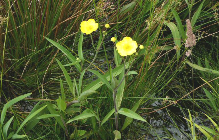 Great Spearwort