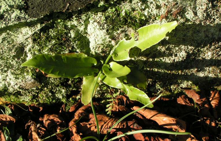 Hart's-tongue Asplenium ceterach