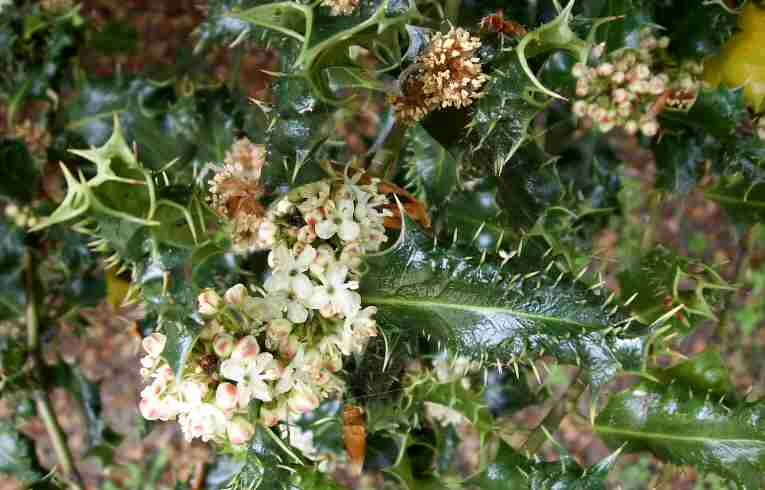 Hedgehog Holly Ilex aquifolium 'Ferox' 