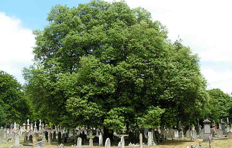 Quercus ilex