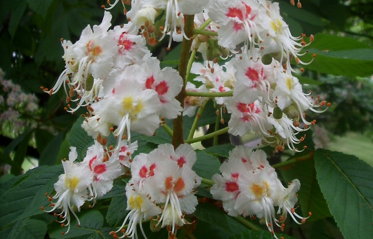 Horse Chestnut flowers