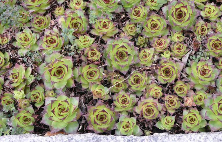 House-leek