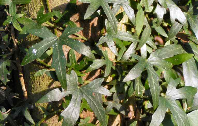 Ivy Hedera helix