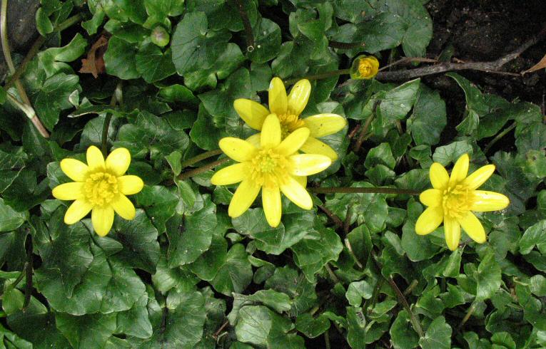 Lesser Celandine