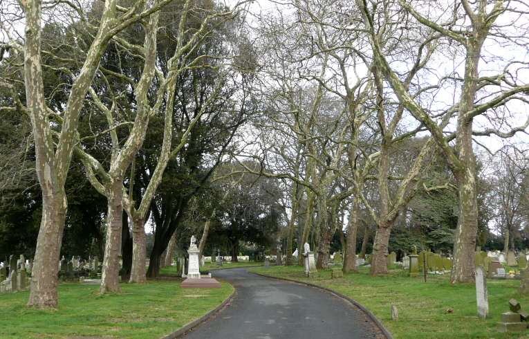 Platanus x hispanica