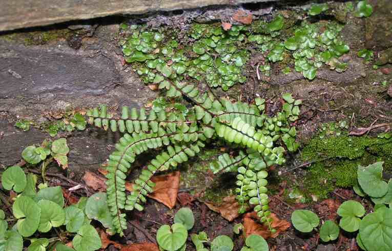 Asplenium trichomanes
