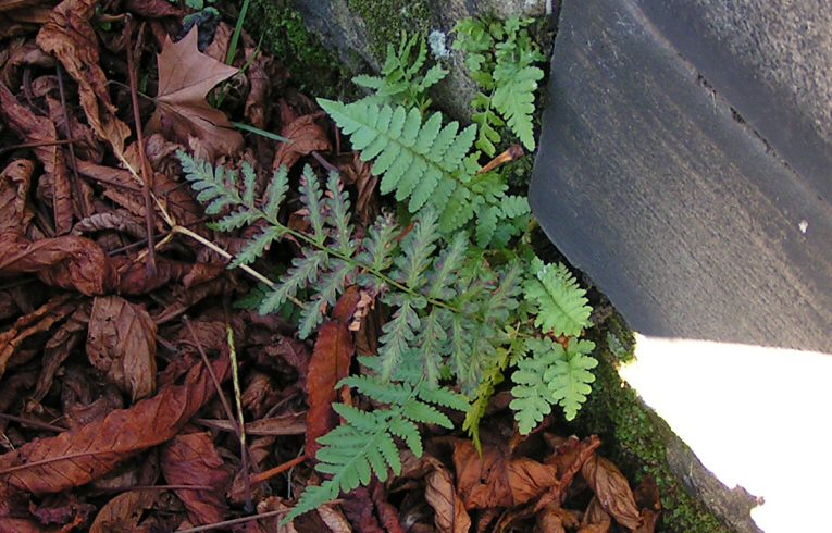 Dryopteris filix-mas