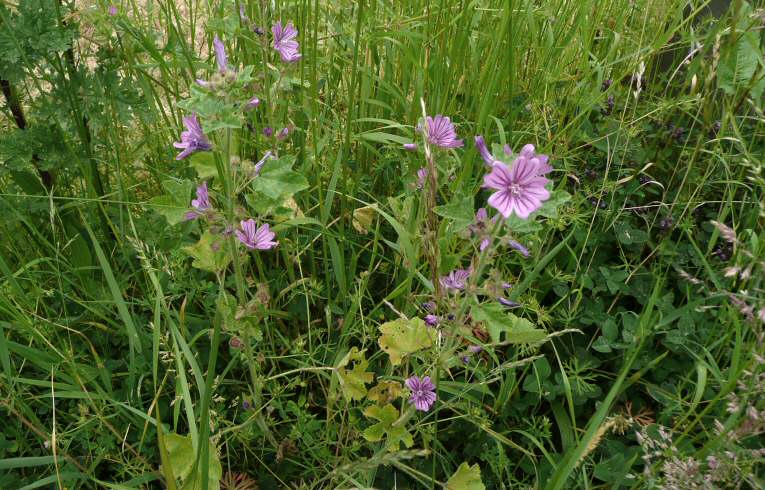 Mallow