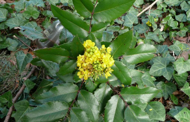 Oregon Grape