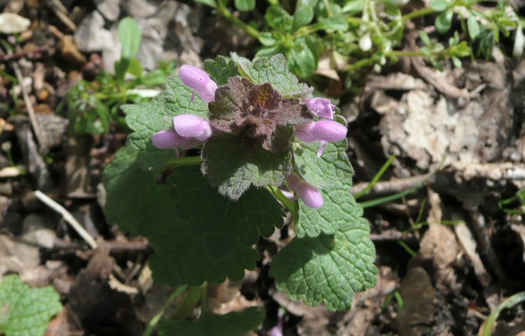 Red Dead-nettle