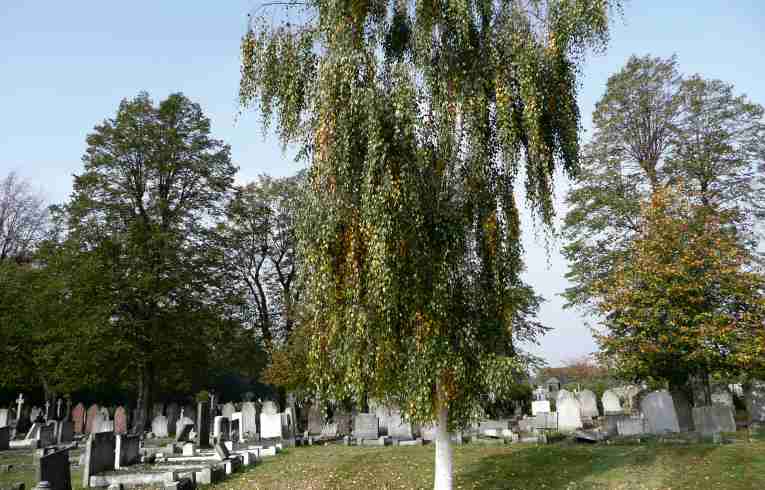 Betula pendula "Tristis"