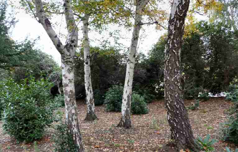 Betula pendula