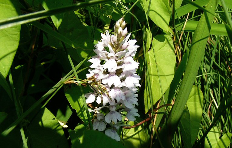 Spotted Orchid Dactylorchis maculata