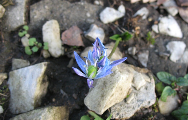 Spring Squill Scilla verna