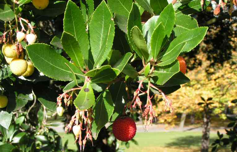 Arbutus unedo