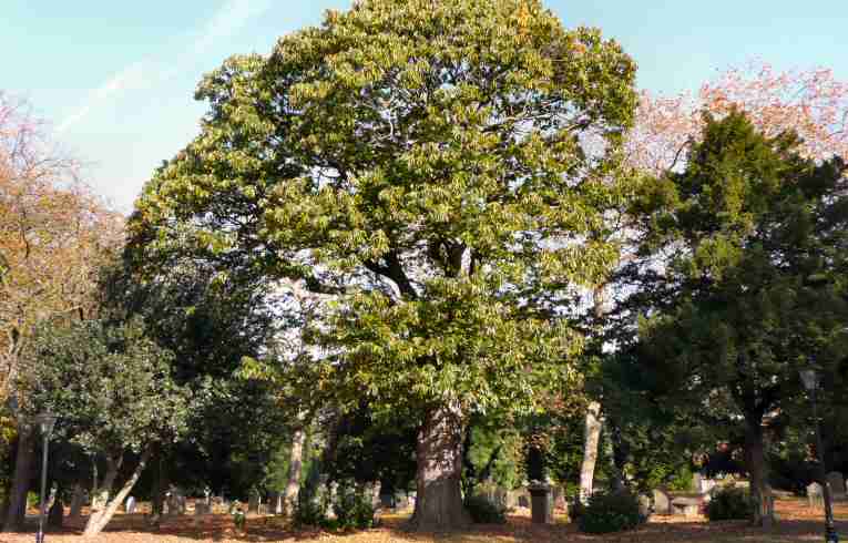 Castanea sativa