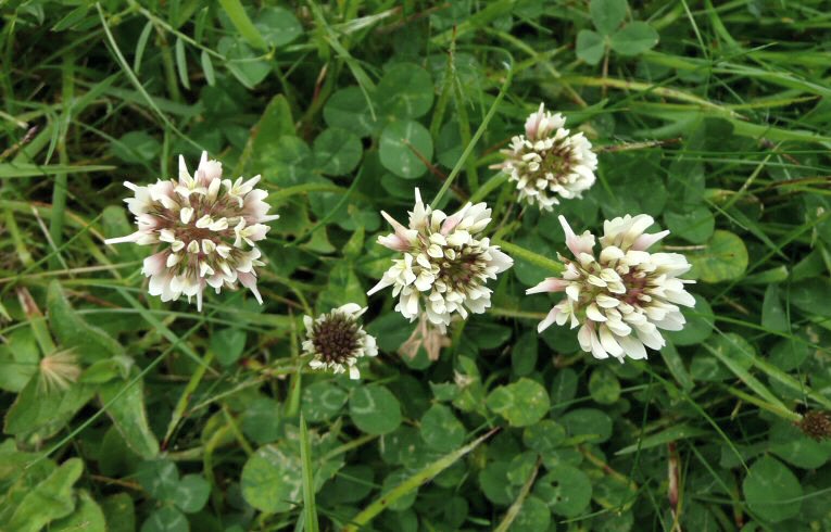 White Clover