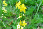 Agrimony