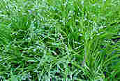 Annual Meadow Grass