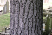 Ash