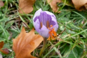 Bieberstein's Crocus