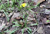 Autumn Hawkbit