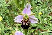 Bee Orchid