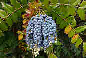 Berberis aquifolium